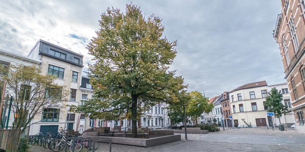 Foto van lindeboom op het Moorkensplein